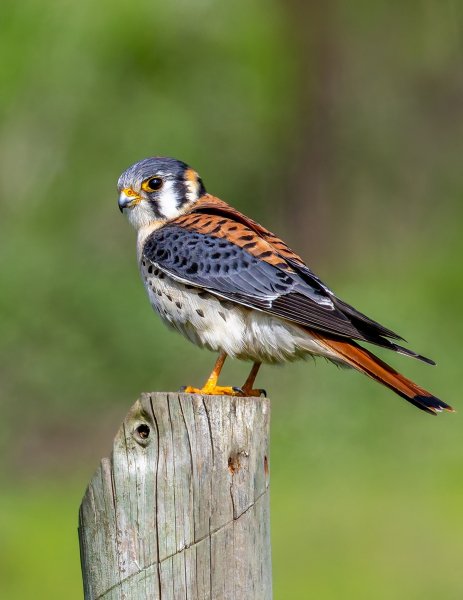 ВОРОБЬИНАЯ, ИЛИ АМЕРИКАНСКАЯ ПУСТЕЛЬГА