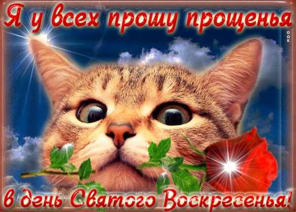 U-vas-druzya-khochu-poprosit-proshcheniya-53665-3607502