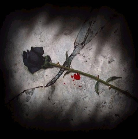 Rose (4)