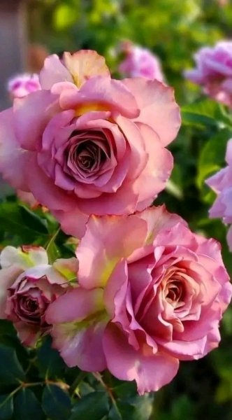 file_96269908