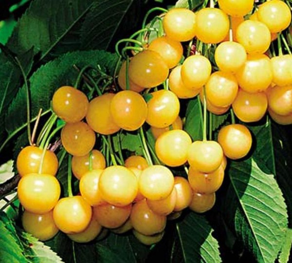 Черешня Янтарная