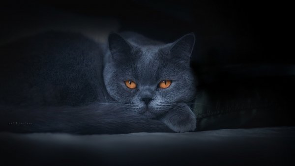 99px ru wallpaper 235871 krasavec kot porodi britanec s jelti