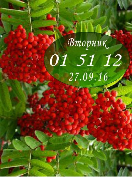 Рябина
