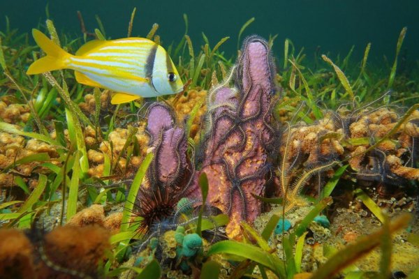 Reef 18