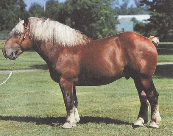 Контойская порода лошадей (3)