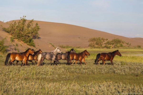 Лошадь Монгольская