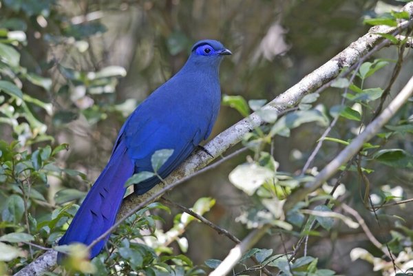ГОЛУБАЯ МАДАГАСКАРСКАЯ КУКУШКА