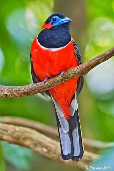 КРАСНОЗАТЫЛОЧНЫЙ АЗИАТСКИЙ ТРОГОН