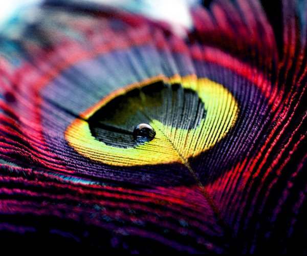 Peacock Feather-wallpaper-9813534