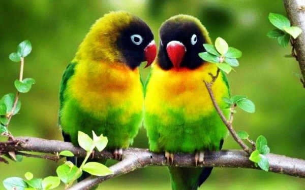 foto-nerazluchnikov12