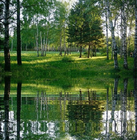 Берёзы у реки