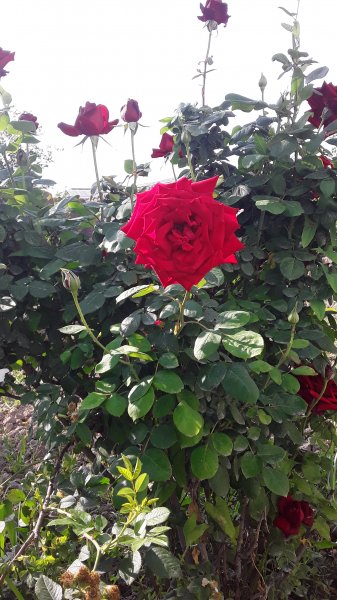 file_81465150
