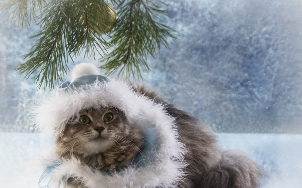 kot-sapka-ded-moroz-vzglad-foto-prazdnik