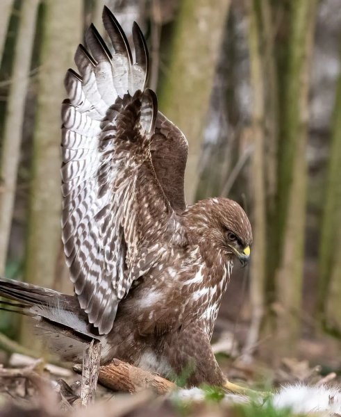 ОБЫКНОВЕННЫЙ КАНЮК ИЛИ САРЫЧ