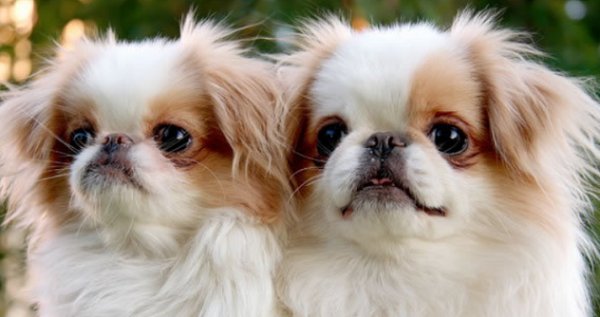 Китайский императорский хин