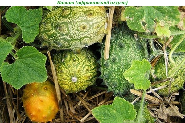 Кивано (африканский огурец)
