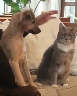 Уты мой котэйка дай я тебя поглажу