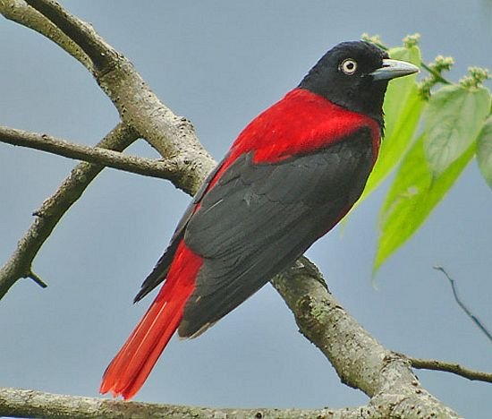 Бордовая Иволга 17