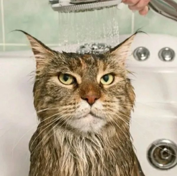 Котэ