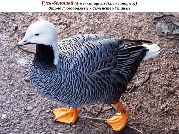 Гусь-белошей (Anser canagicus (Chen canagica))