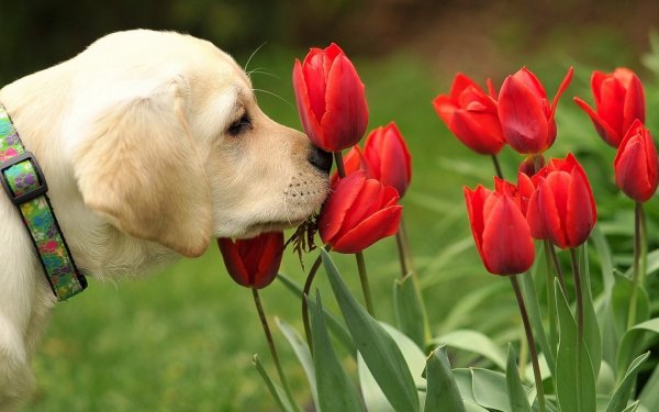 Wallpapers 1490