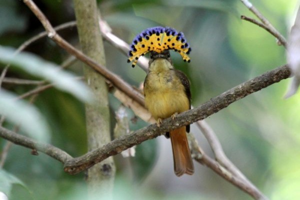 Мухоед венценосный амазонский