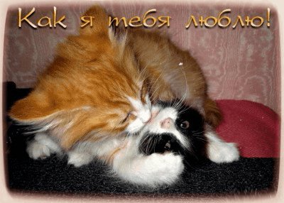 Муррр...