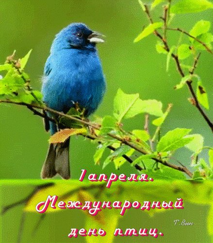 Анимированная открытка с международным