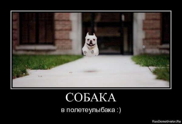 Собака в полётеулыбака
