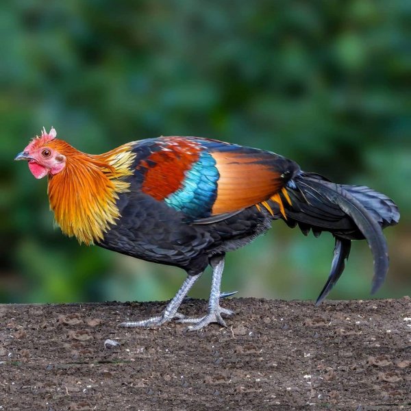 Банкивская джунглевая курица Red Junglefowl