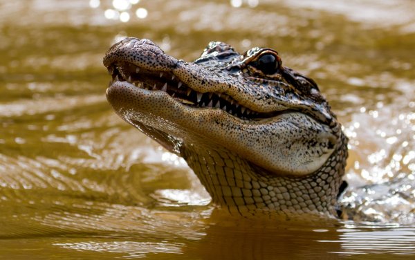 alligator-krokodil-golova