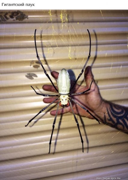 1.в Австралии