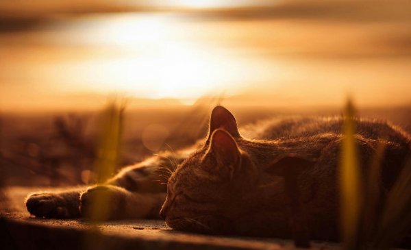 Котэ обои ПК