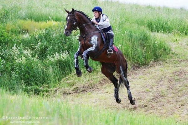 Шведская теплокровная порода лошадей (4)
