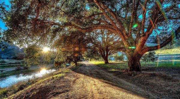 Serene-summer-tree