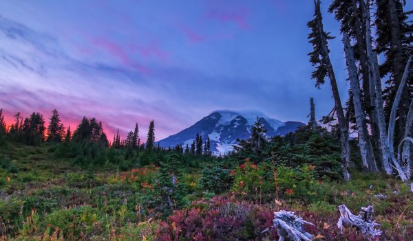 Осень деревья природа