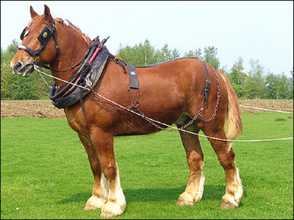 Суффолкская порода лошадей (2)