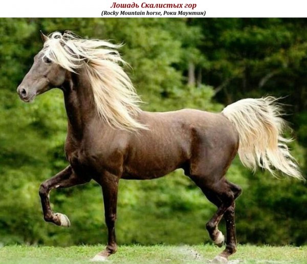 Лошадь Скалистых гор