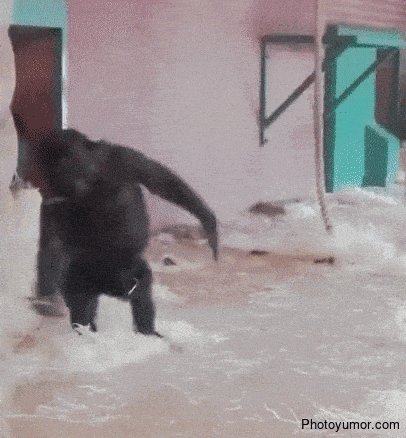 Gorilla-tancuet-i-kruzhitsja-vokrug-sebja