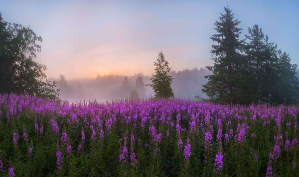 Горный пейзаж цветы