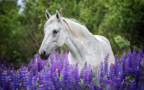 Springtime Animals