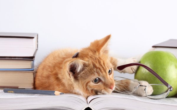 кот карандаш кошка очки..file