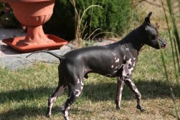 Американский голый терьер (4)