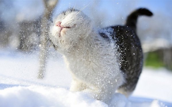 Кот зимой. (9)
