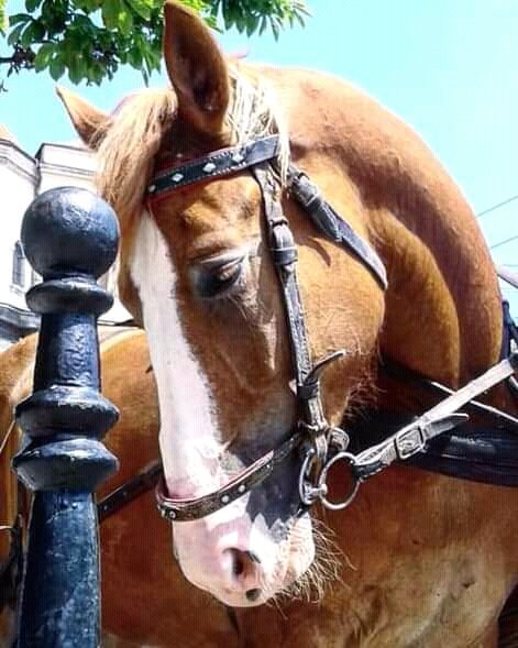 FB IMG 16233143016013618