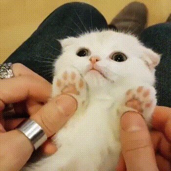 kot