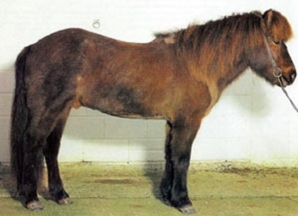 Исландская порода лошадей (2)