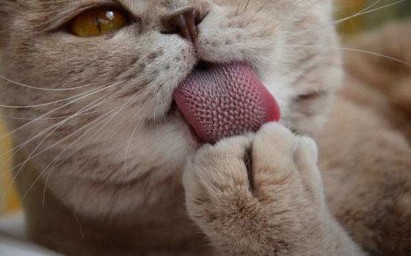 Котэ обои ПК