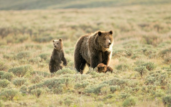 Animals of Yellowstone 4