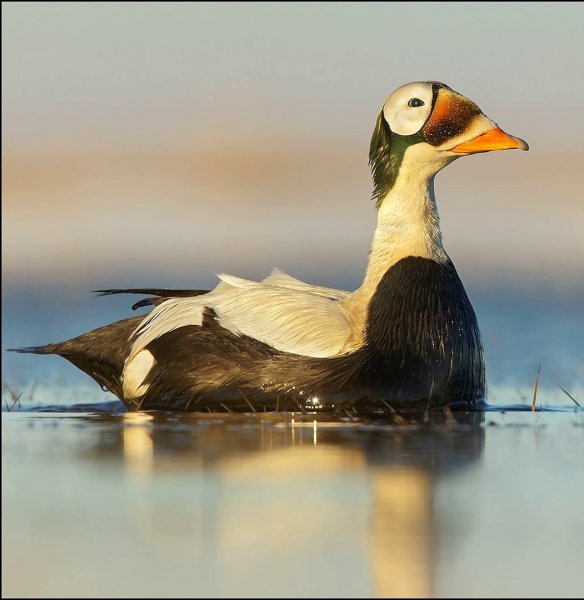 ОЧКОВАЯ ГАГА